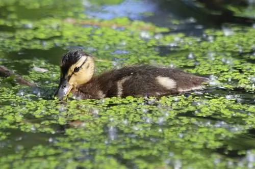 duckweed