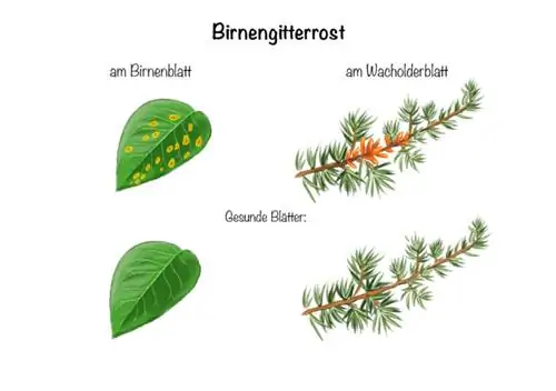 Ferrugem da pera em folhas de pera e folhas de zimbro em comparação com folhas saudáveis