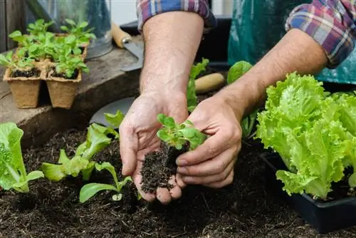 suikerbrood planten