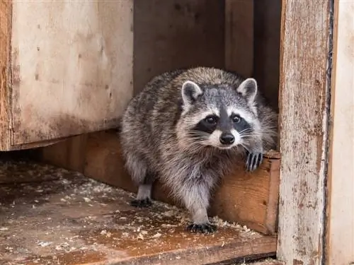 Pagkilala at pag-alis ng mga dumi ng raccoon: Narito kung paano ito gawin nang tama