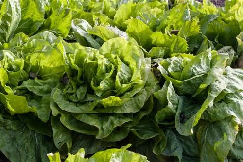 sugarloaf harvests