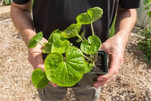 cultivo de wasabi