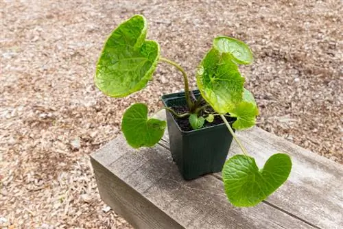 wasabi seedlings