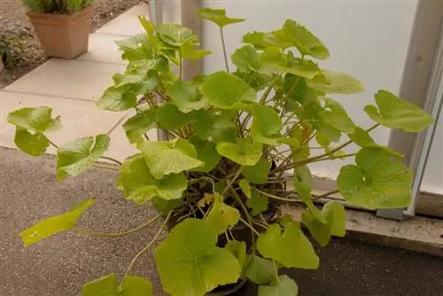 Wasabi invernante: cómo proteger tu planta del frío