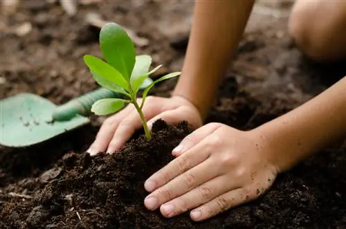 stekken van planten