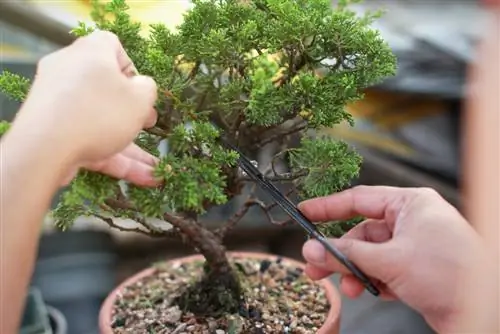 bonsai reznice