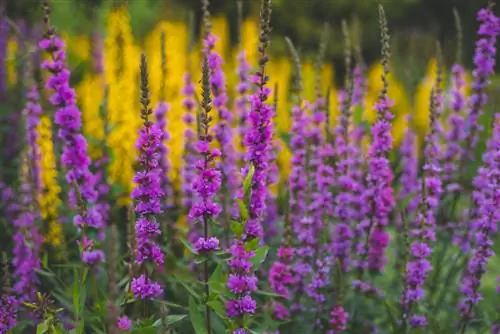 Losstryd in die tuin: profiel en versorgingsinstruksies