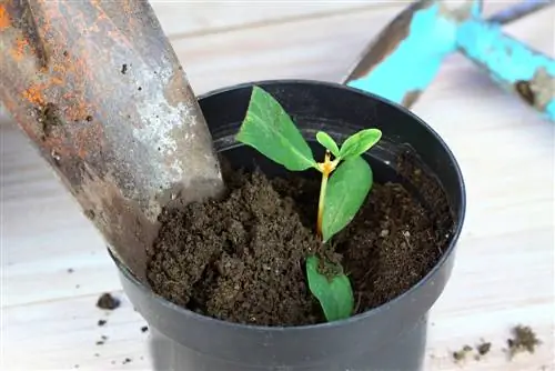 cuttings-roots-in-soil