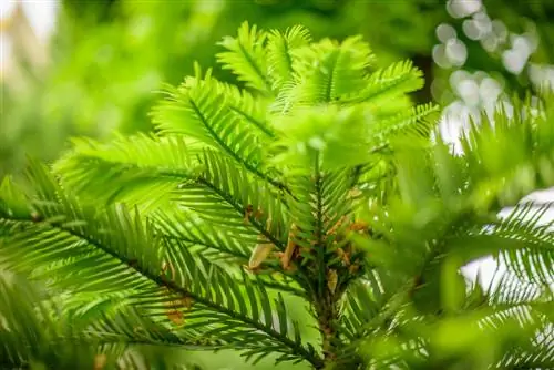 Wollemia nobilis кыюулары кантип ийгиликтүү өстүрүлөт?