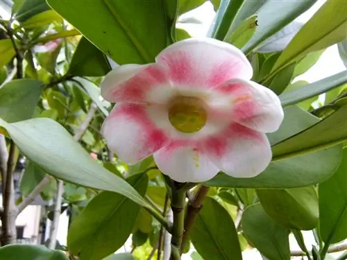 balsam apple blossom