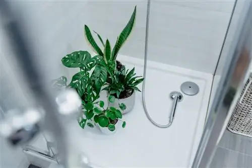 เพลี้ยอ่อน houseplant