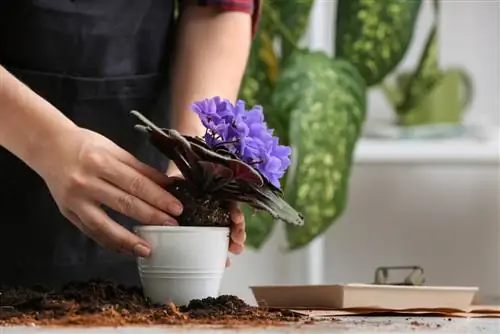 fourmis dans les plantes d'intérieur