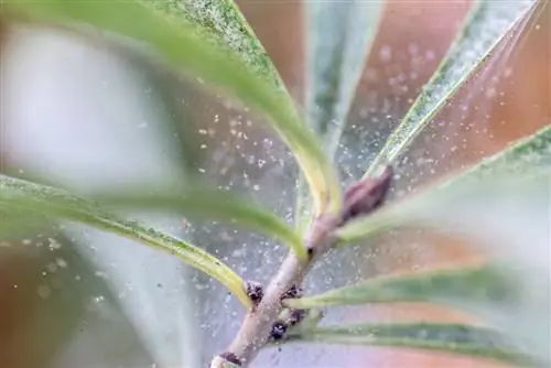 plagas de plantas de interior