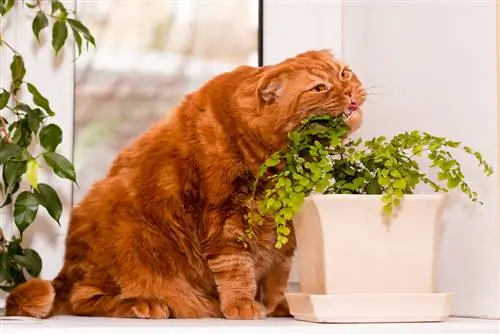 gato come plantas de interior