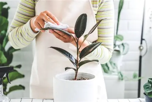 Combattre avec succès l'oïdium sur les plantes d'intérieur