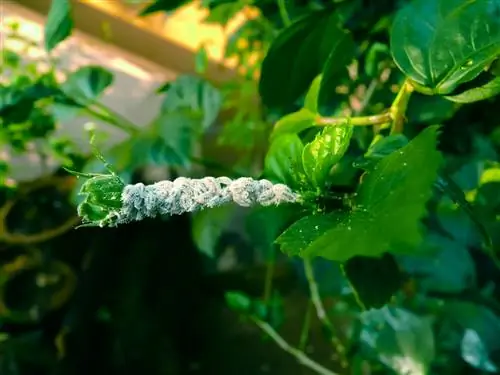 Bestrijding van wolluizen op kamerplanten