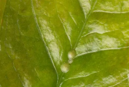 cochenilles sur les plantes d'intérieur