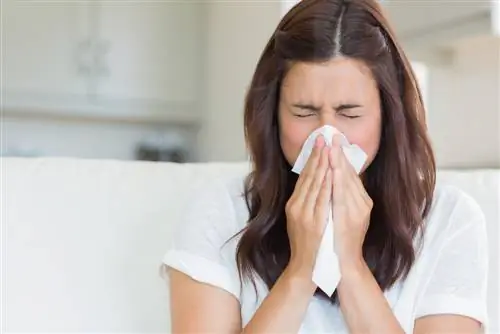 quelles-plantes-d'intérieur-peuvent-déclencher-des-allergies