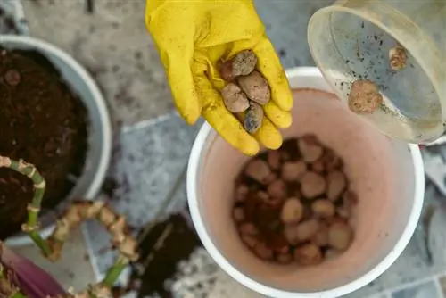 Evite las plantas de interior encharcadas