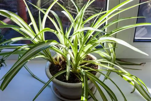 Can you really fight fine dust with houseplants?