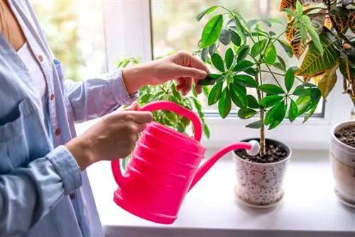 watering houseplants