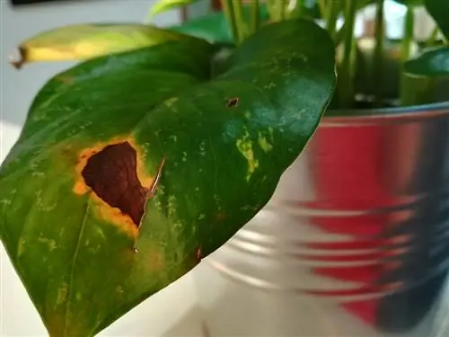 houseplants-diseases-leaves