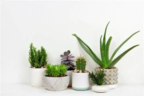 houseplants-ความชื้นต่ำ