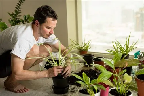 Plant huisplante suksesvol: Die belangrikste wenke