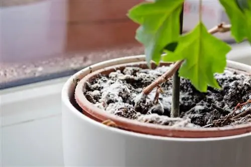 Skimmel op kamerplante: oorsake en doeltreffende maatreëls