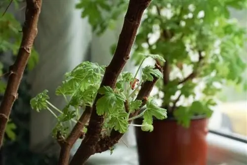 Cortar correctamente las plantas de interior: ¿Qué técnicas existen?