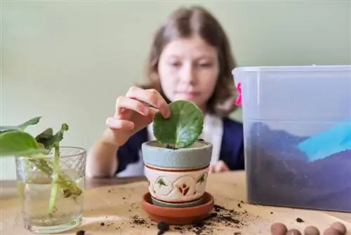 esquejes de plantas de interior