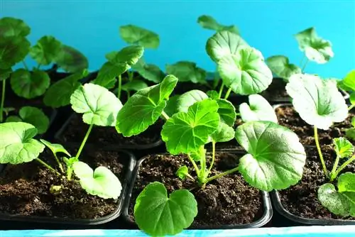 Cultiva les teves pròpies plantes d'interior