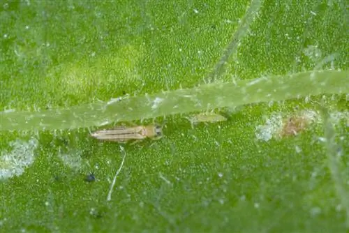 Thrips sur les plantes d'intérieur : les reconnaître et les combattre efficacement