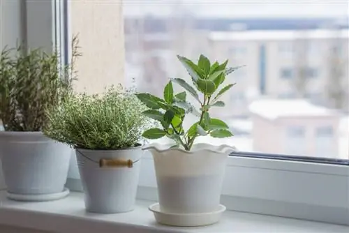 plantes d'intérieur hivernant