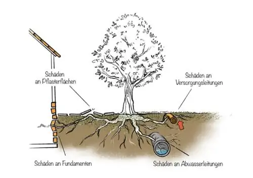 Damage caused by tree roots