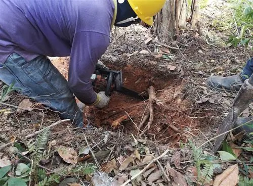 raíces de árbol