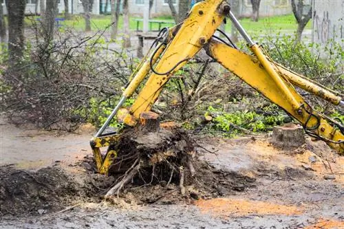 Removing tree roots: methods & instructions at a glance