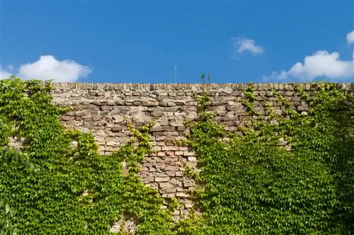 Verfraaiing van tuinmuren