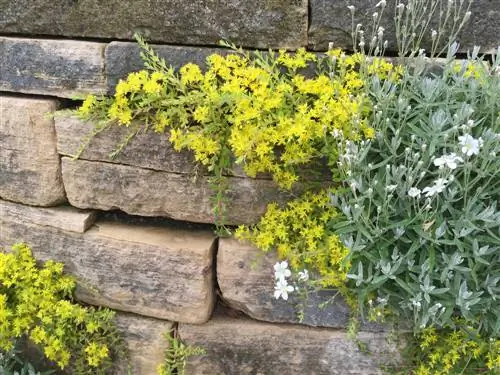 Plant die tuinmuur: Die mooiste plante & wenke