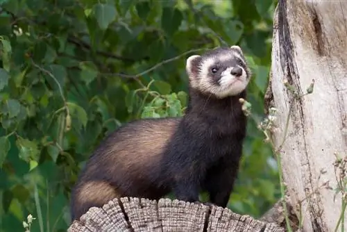 Ferret-marten difference