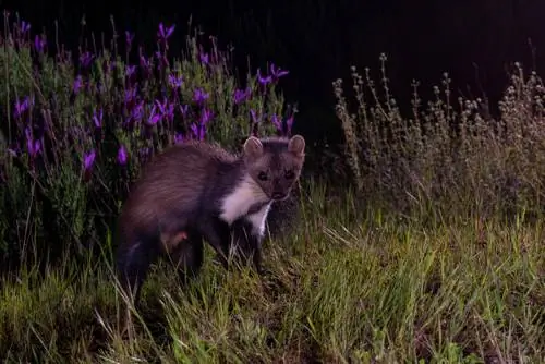 Martens actief: Hoe laat zijn ze onderweg?