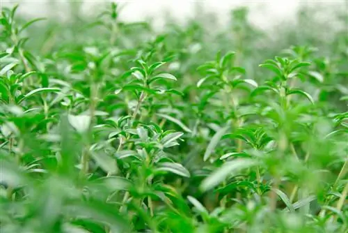 La santoreggia in giardino: coltivazione, cura e utilizzo