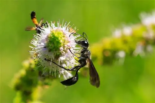 Pollinering: Viktigt för växter och vår kost