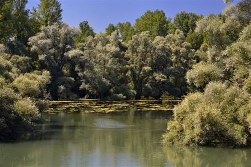 Rastatter Rheinaue: pohodništvo, kolesarjenje in doživetje narave