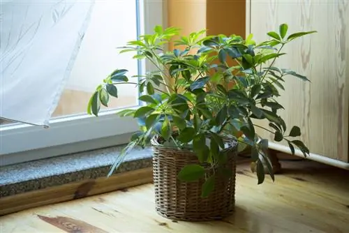 houseplant-schefflera