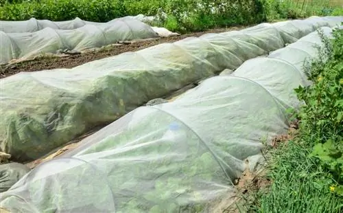 Evitar danos causados pelo calor nas plantas