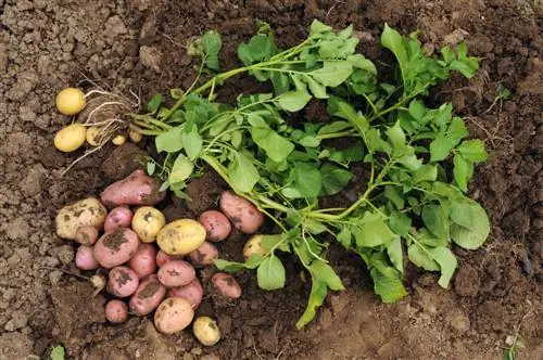 Vroege aardappelen op tijd oogsten: zo doe je het correct