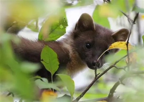 martens janë të mbrojtur