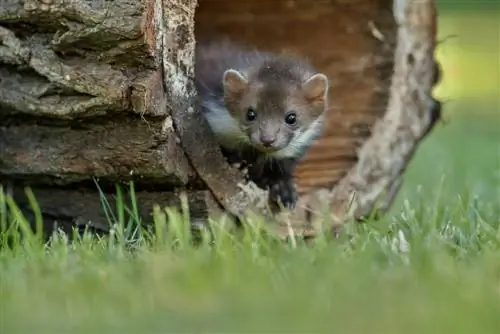 Martens in casa: ospiti abituali o visita una tantum?