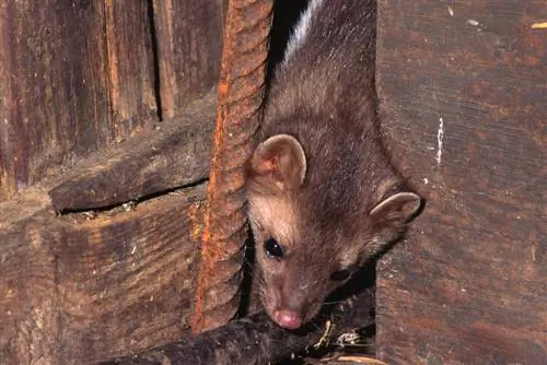 Des martres dans la maison ? Expulsion douce avec ces remèdes maison